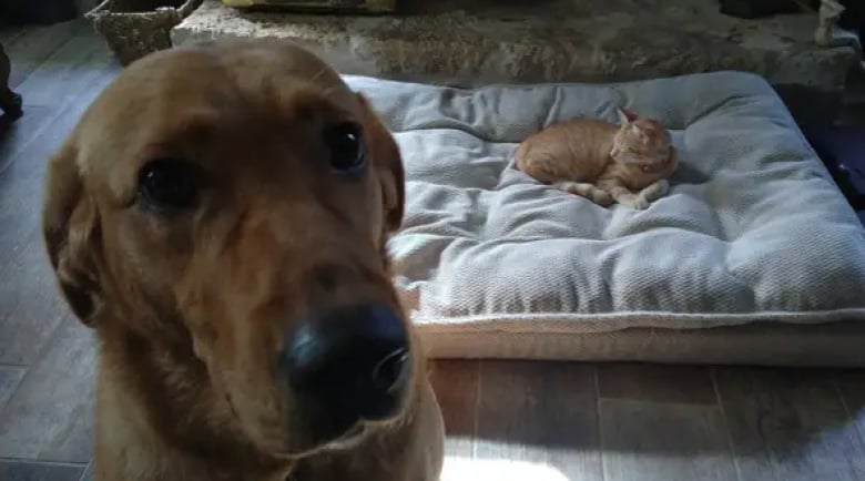 Illustration de l'article : 11 photos de chiens désespérés qui se sont fait voler leur panier