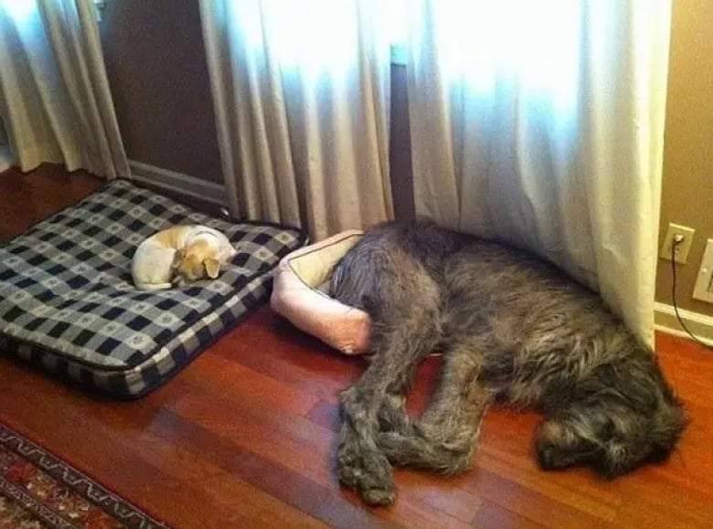 Illustration de l'article : 11 photos de chiens désespérés qui se sont fait voler leur panier