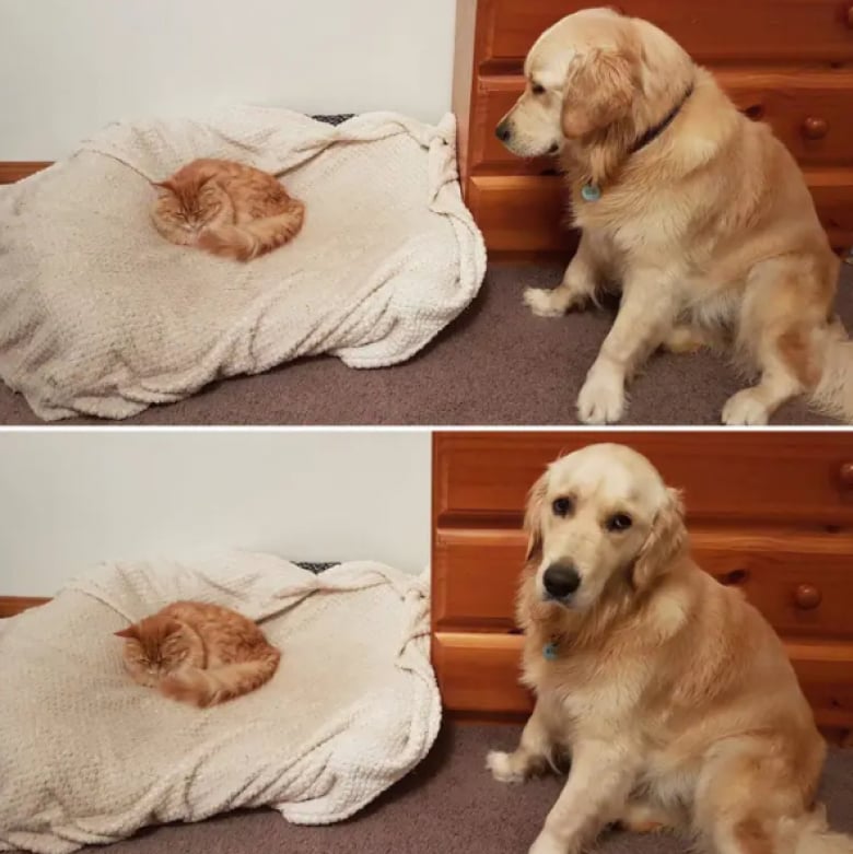 Illustration de l'article : 11 photos de chiens désespérés qui se sont fait voler leur panier