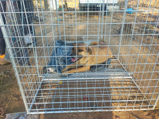 Illustration de l'article : 11 chiens attendent leur maître sur leur propriété sans se douter qu’il ne reviendra pas et trouvent un nouvel espoir grâce à des sauveurs dévoués