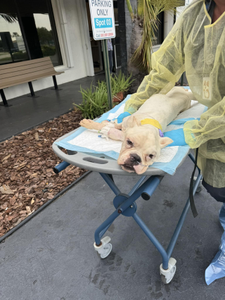 Illustration de l'article : Un chien paralysé retrouvé mal en point dans des sacs-poubelle montre des signes encourageants de guérison d'après les vétérinaires