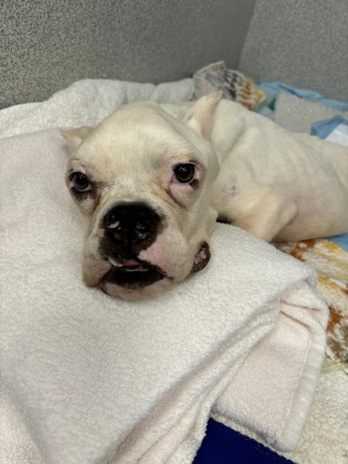 Illustration de l'article : Un chien paralysé retrouvé mal en point dans des sacs-poubelle montre des signes encourageants de guérison d'après les vétérinaires