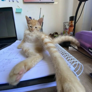 Illustration de l'article : 12 photos de chats pour vous donner le sourire
