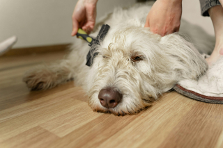 Illustration de l'article : 14 astuces pour que votre chien soit détendu chez le toiletteur