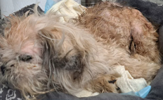 Illustration de l'article : Le propriétaire d’un chien disparu n’a pas la réaction espérée en apprenant que son animal a été retrouvé 