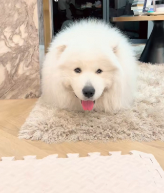 Illustration de l'article : Absorbé par son agréable sieste, un chien refuge de bouger pendant un tremblement de terre (vidéo) 