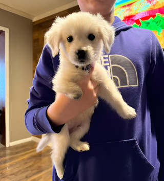 Illustration de l'article : Né avec une patte enroulée dans son cordon ombilical, cet adorable chiot Golden Retriever a dû subir une amputation d’urgence (vidéo)