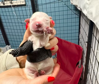 Illustration de l'article : Né avec une patte enroulée dans son cordon ombilical, cet adorable chiot Golden Retriever a dû subir une amputation d’urgence (vidéo)