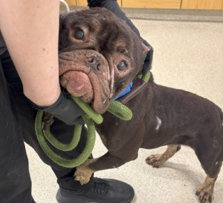 Illustration de l'article : Le regard à la fois perdu et plein d'espoir d'une chienne maigre et à l'oreille coupée qui trouve enfin l'amour et un nouveau départ