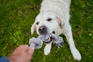 Illustration de l'article : 9 façons de dire à vos chiens que vous les aimez dans leur propre langue