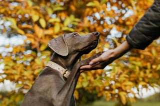 Illustration de l'article : 9 façons de dire à vos chiens que vous les aimez dans leur propre langue