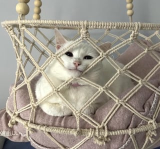 Illustration de l'article : 15 chats de refuge qui savent parfaitement user de leur charme