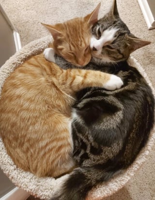 Illustration de l'article : 15 chats de refuge qui savent parfaitement user de leur charme