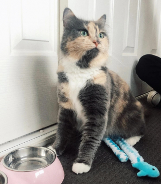Illustration de l'article : 15 chats de refuge qui savent parfaitement user de leur charme