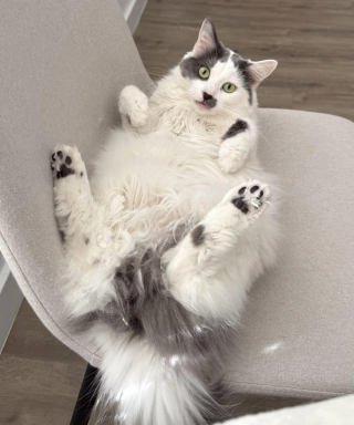 Illustration de l'article : 15 chats de refuge qui savent parfaitement user de leur charme