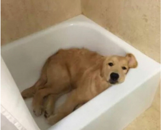 Illustration de l'article : 18 photos de chiens et de chats pour vous faire mourir de rire