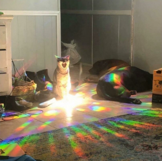 Illustration de l'article : 18 photos de chiens et de chats pour vous faire mourir de rire