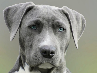 Illustration de l'article : 13 indices qui montrent que votre chien tente de vous avertir d’un danger
