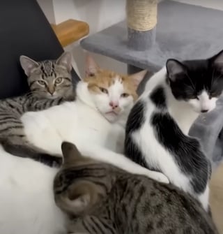 Illustration de l'article : Un chat déterminé à en finir avec l'errance grimpe à la fenêtre de l'adoptante qu'il a choisie et devient papa de substitution pour ses jeunes congénères