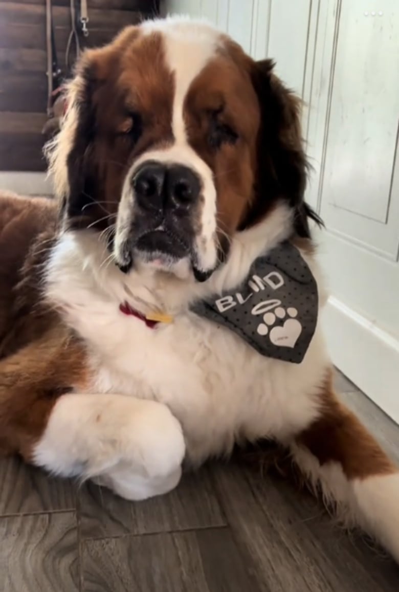 Illustration de l'article : Un chiot aveugle goûte pour la première fois une myrtille et sa réaction adorable a été capturée en vidéo