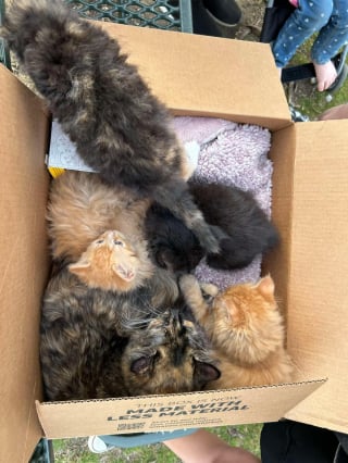 Illustration de l'article : Dans un carton au milieu des bois, une mère chat et ses petits retrouvés dans par des bénévoles scandalisés