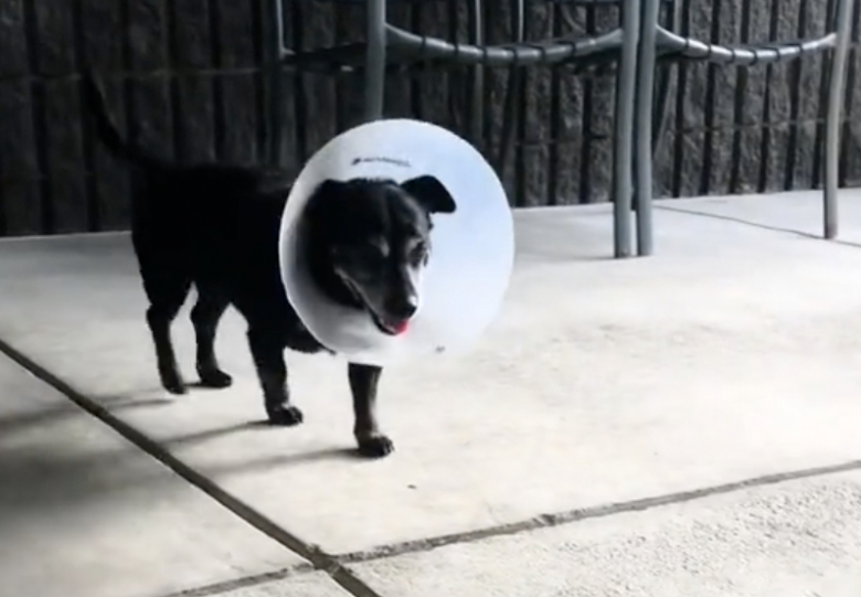 Illustration de l'article : Un Chihuahua senior malheureux voit sa vie bouleversée lorsqu’on lui offre enfin sa chance d’avoir un foyer aimant (vidéo)