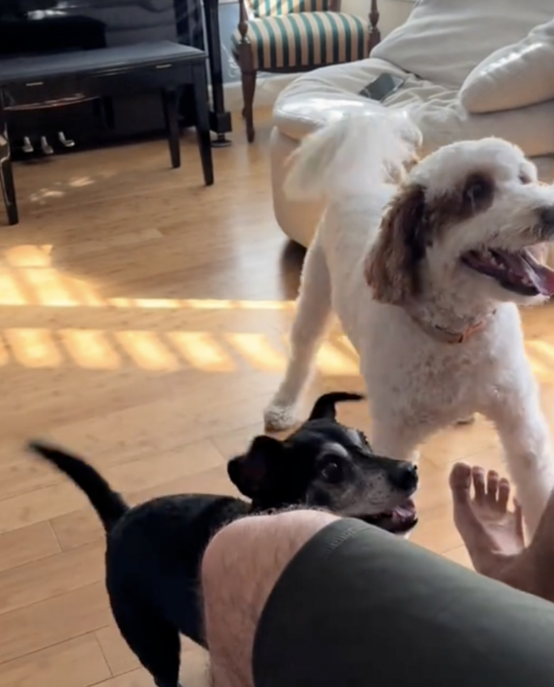 Illustration de l'article : Un Chihuahua senior malheureux voit sa vie bouleversée lorsqu’on lui offre enfin sa chance d’avoir un foyer aimant (vidéo)