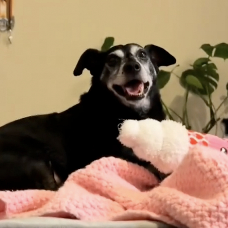 Illustration de l'article : Un Chihuahua senior malheureux voit sa vie bouleversée lorsqu’on lui offre enfin sa chance d’avoir un foyer aimant (vidéo)