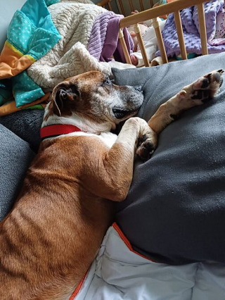 Illustration de l'article : Après une année d’enfermement dans 2 mètres carré, ce vieux chien découvre pour la première fois le bonheur d’un foyer