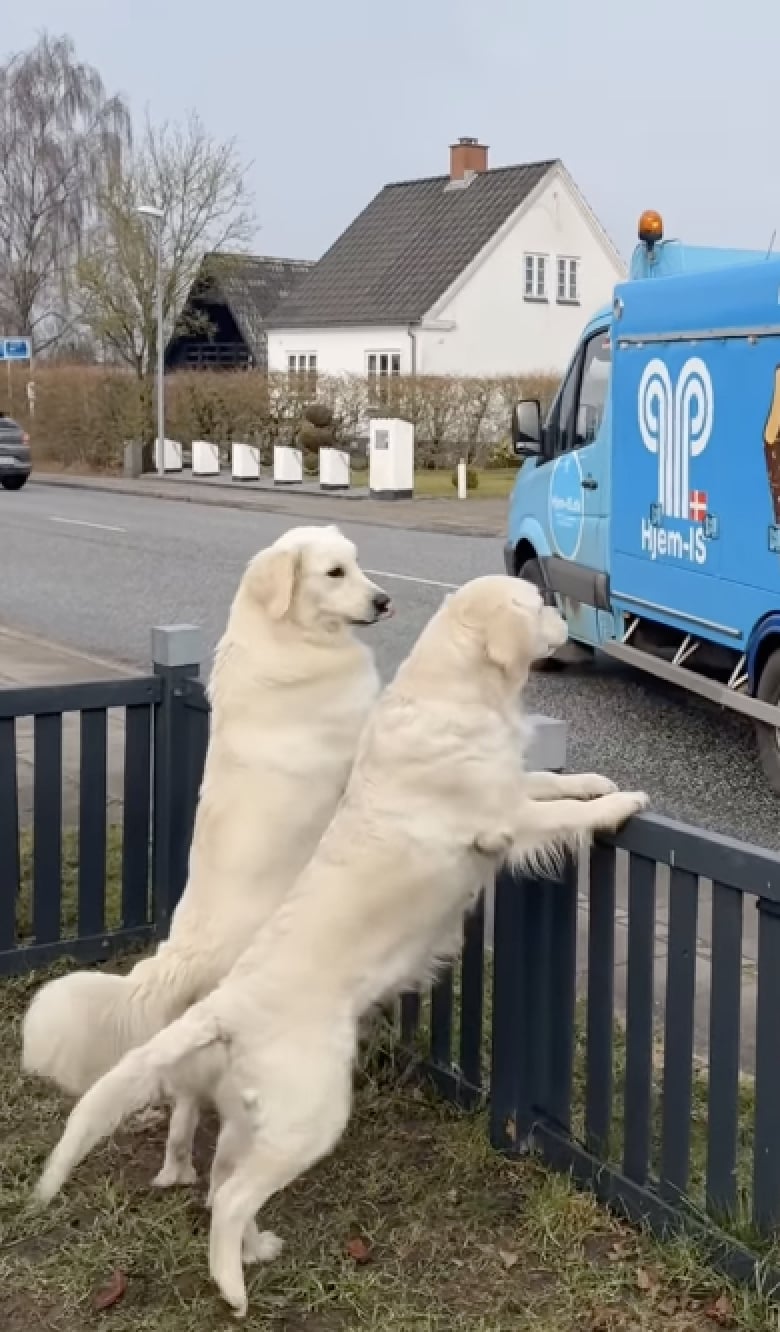 Illustration de l'article : Ces 3 Golden Retrievers ne peuvent cacher leur joie lorsqu’ils reçoivent enfin une livraison spéciale (vidéo)