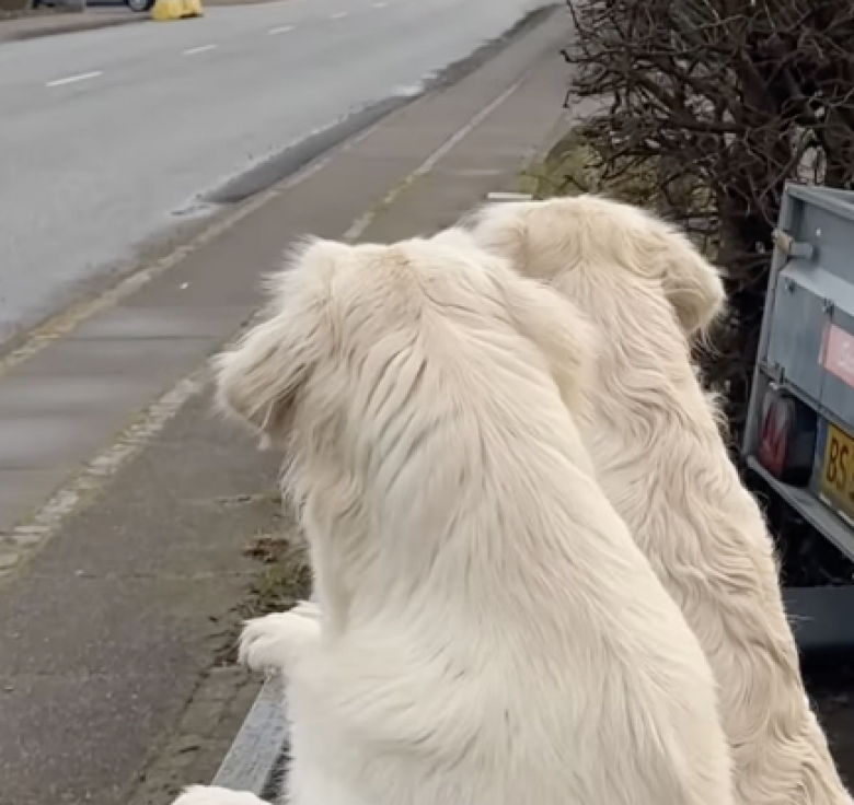 Illustration de l'article : Ces 3 Golden Retrievers ne peuvent cacher leur joie lorsqu’ils reçoivent enfin une livraison spéciale (vidéo)