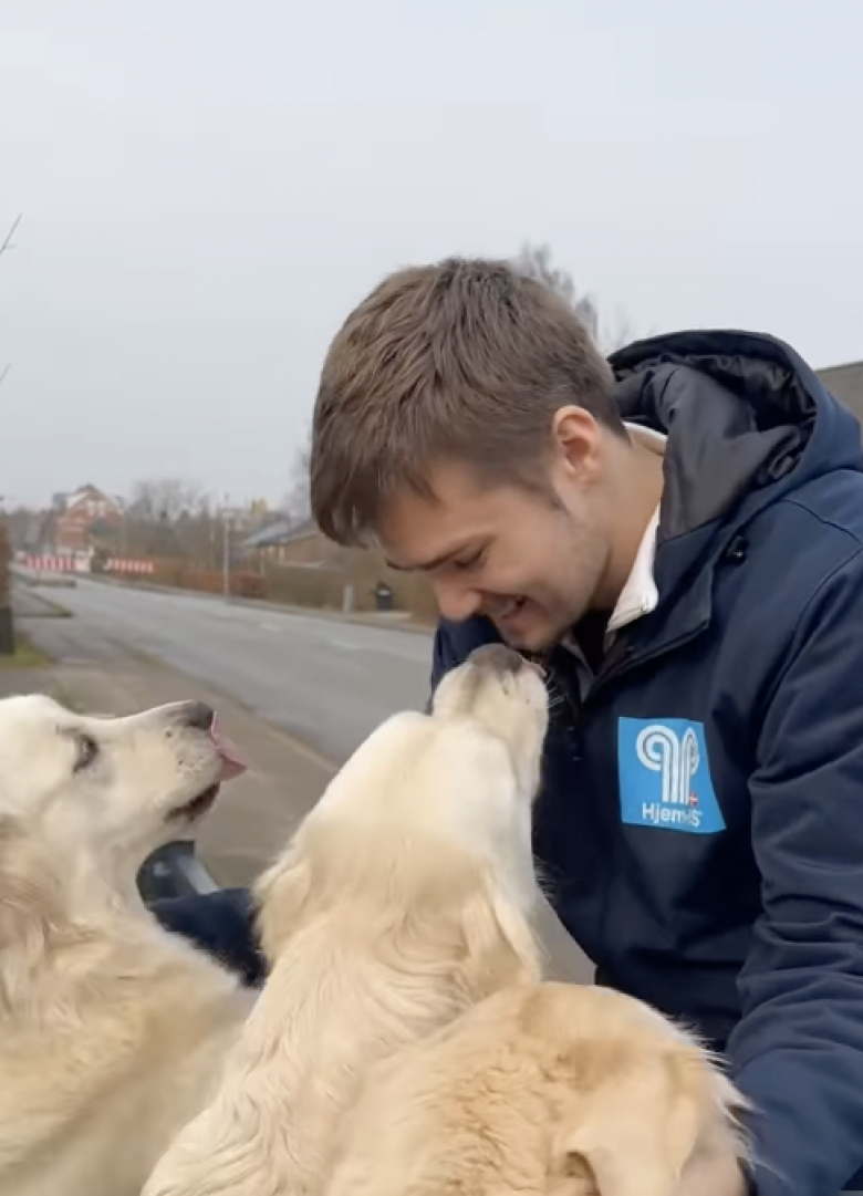 Illustration de l'article : Ces 3 Golden Retrievers ne peuvent cacher leur joie lorsqu’ils reçoivent enfin une livraison spéciale (vidéo)