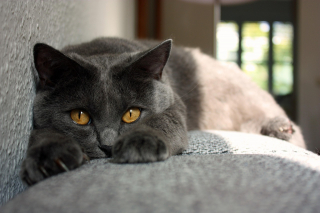 Illustration de l'article : 12 races de chats qui adorent l'eau