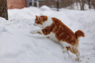 Illustration de l'article : 12 races de chats qui adorent l'eau