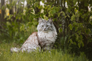 Illustration de l'article : 12 races de chats qui adorent l'eau
