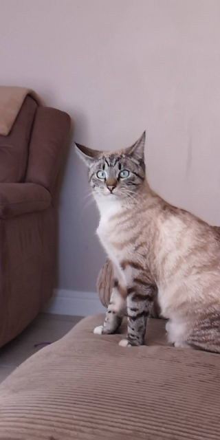 Illustration de l'article : Une propriétaire se questionne quant à la disparition de sa chatte, retrouvée à 6 heures de route de chez elle dans un entrepôt 