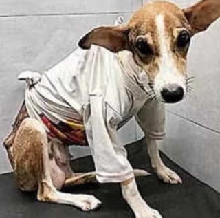 Illustration de l'article : Cette chienne mère courage survit à une attaque de léopard et retourne aussitôt allaiter ses chiots malgré sa terrible blessure