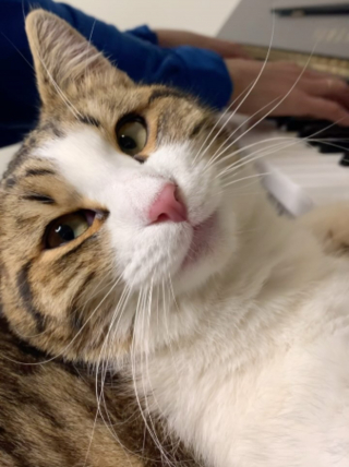 Illustration de l'article : Ce chat mélomane n'est jamais aussi détendu et heureux que lorsqu'il pose la tête sur le piano pendant que ses propriétaires en jouent (vidéo)