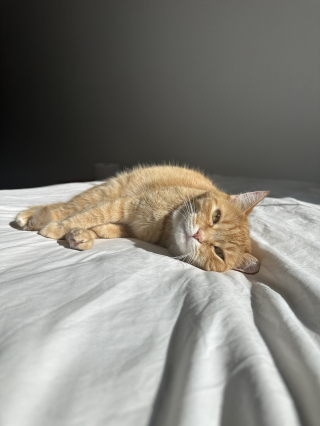 Illustration de l'article : Ce chat est au paradis depuis que son propriétaire a trouvé son point sensible (vidéo) 