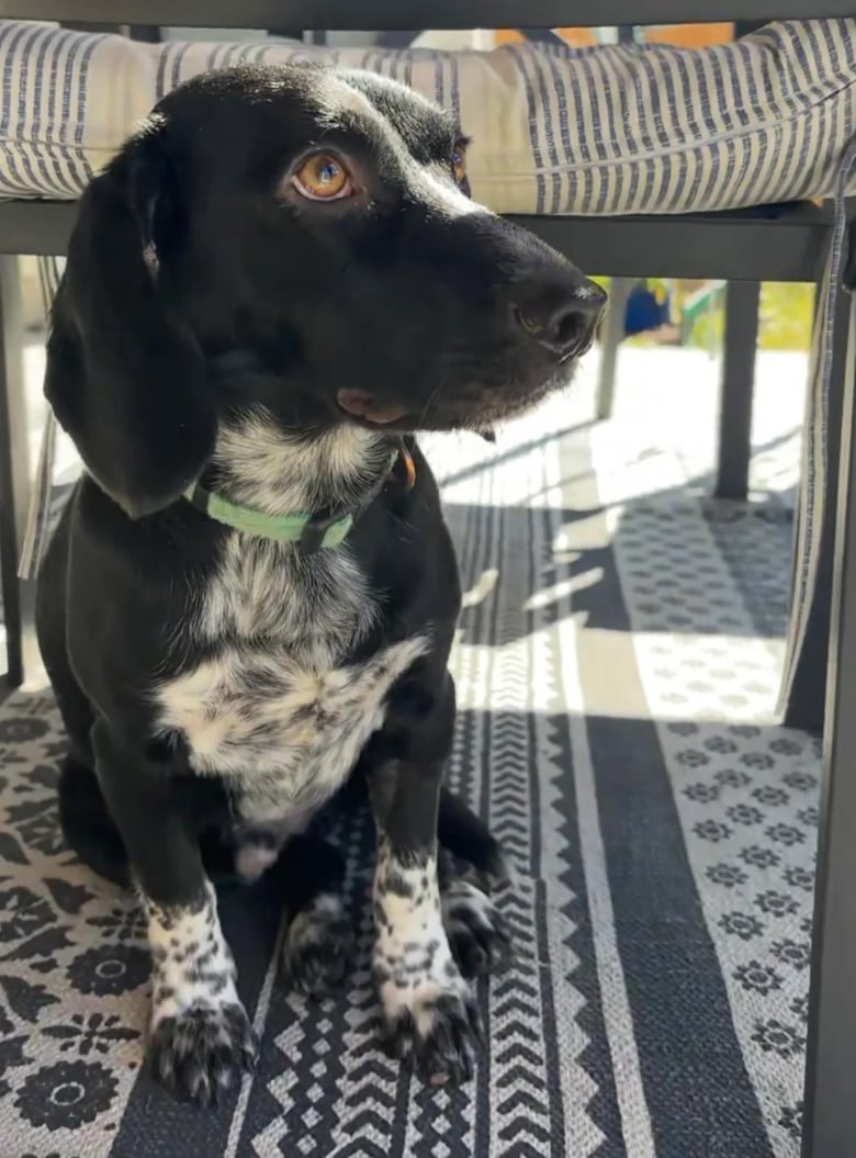 Illustration de l'article : Intriguée par l’apparence de son chien, cette femme fait réaliser un test ADN et le résultat la surprend