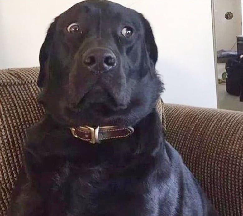 Illustration de l'article : 20 photos de chiens qui prouvent que nos toutous ont un don inné pour nous faire rire