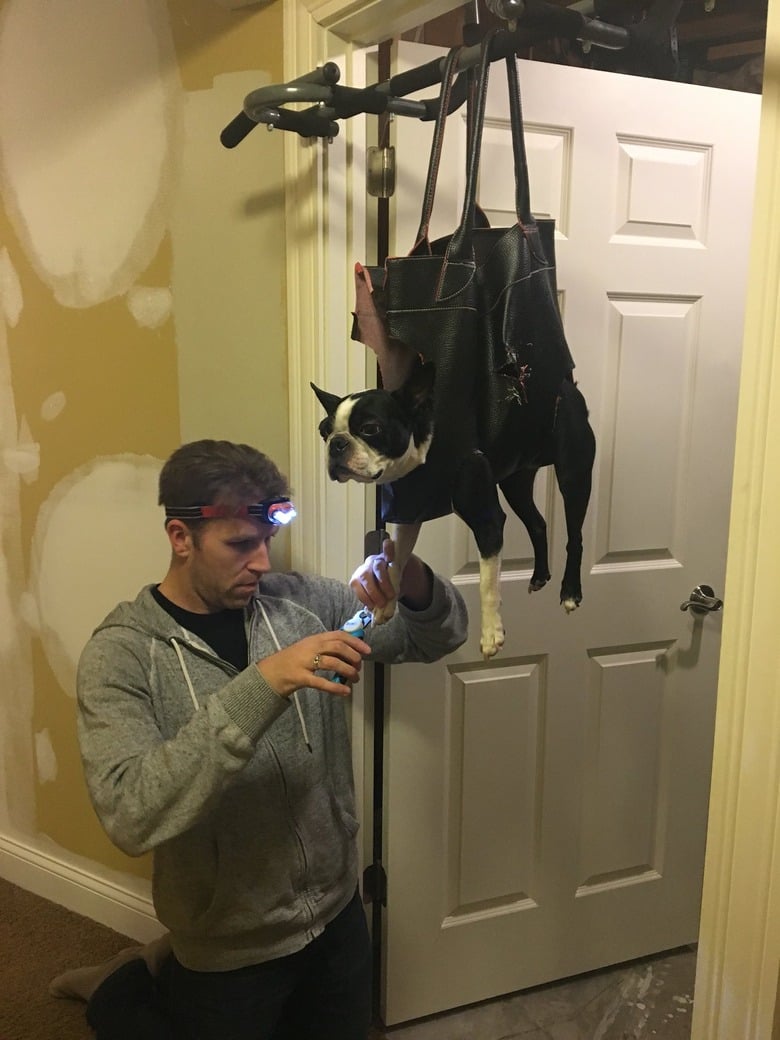 Illustration de l'article : 20 photos de chiens qui prouvent que nos toutous ont un don inné pour nous faire rire