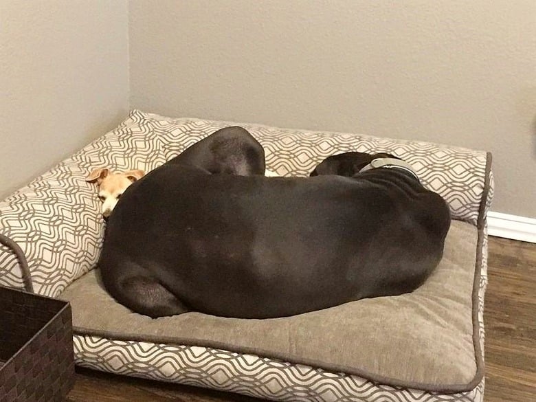 Illustration de l'article : 20 photos de chiens qui prouvent que nos toutous ont un don inné pour nous faire rire