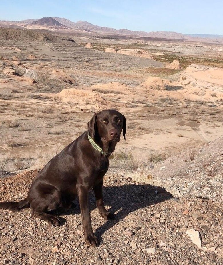 Illustration de l'article : 20 photos de chiens qui prouvent que nos toutous ont un don inné pour nous faire rire