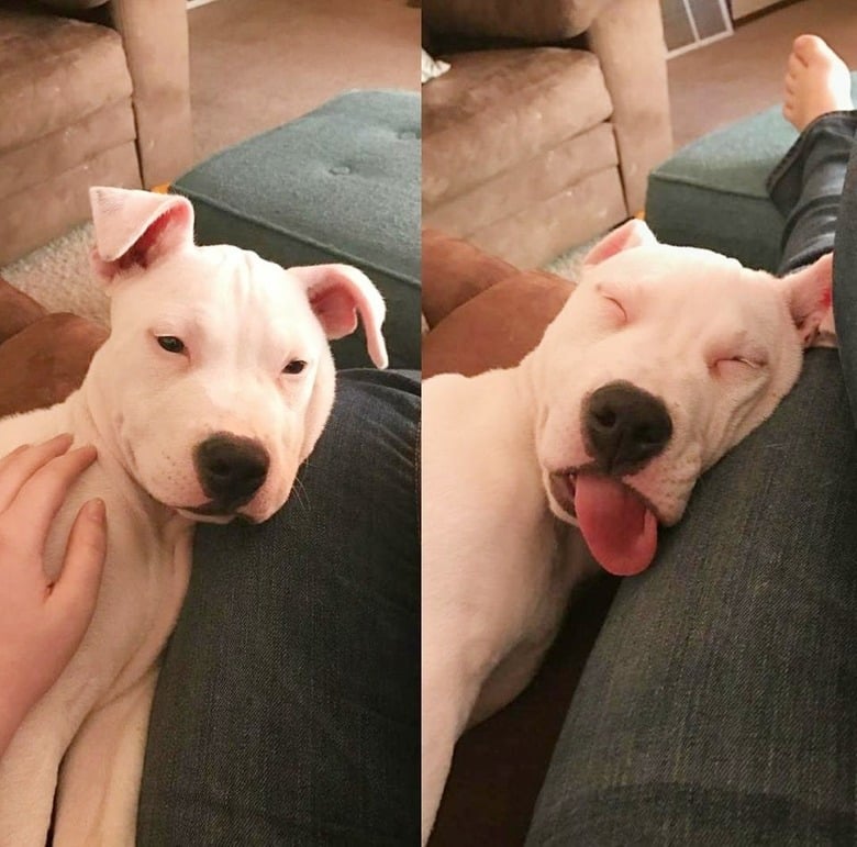 Illustration de l'article : 20 photos de chiens qui prouvent que nos toutous ont un don inné pour nous faire rire