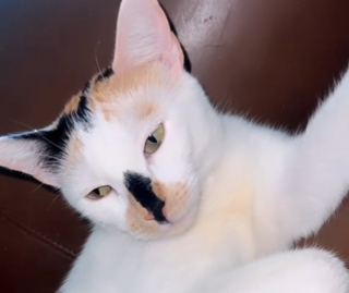 Illustration de l'article : Ces 2 chats vivent une véritable histoire d'amour malgré la fenêtre qui les sépare (vidéo)