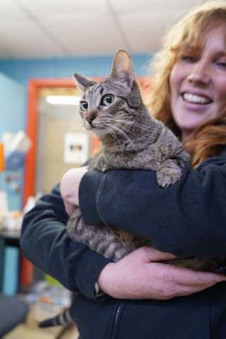 Illustration de l'article : Soudainement paralysée, cette petite chatte abandonnée par sa famille attend de trouver sa famille pour la vie