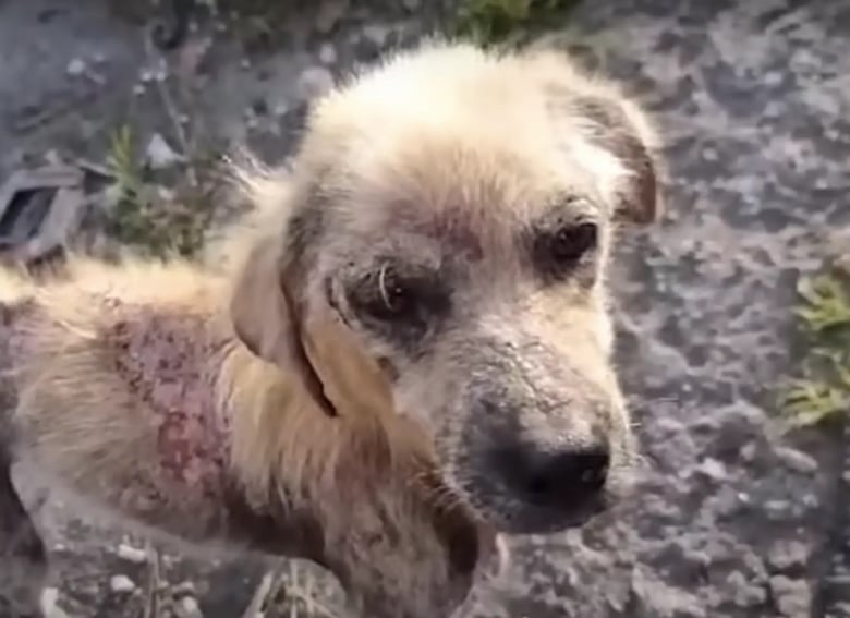 Illustration de l'article : La métamorphose d’un chien errant surprend les bénévoles d’une association qui ne s’attendaient pas à une telle transformation (vidéo)