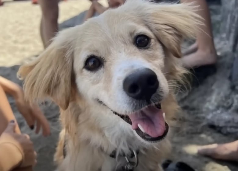 Illustration de l'article : La métamorphose d’un chien errant surprend les bénévoles d’une association qui ne s’attendaient pas à une telle transformation (vidéo)