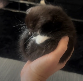 Illustration de l'article : Ce chaton adopté s’impose dans le cœur d’une chatte qui « déteste tout le monde » sauf lui (vidéo)